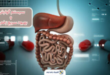 سیستم گوارش و بهبود زخم ها