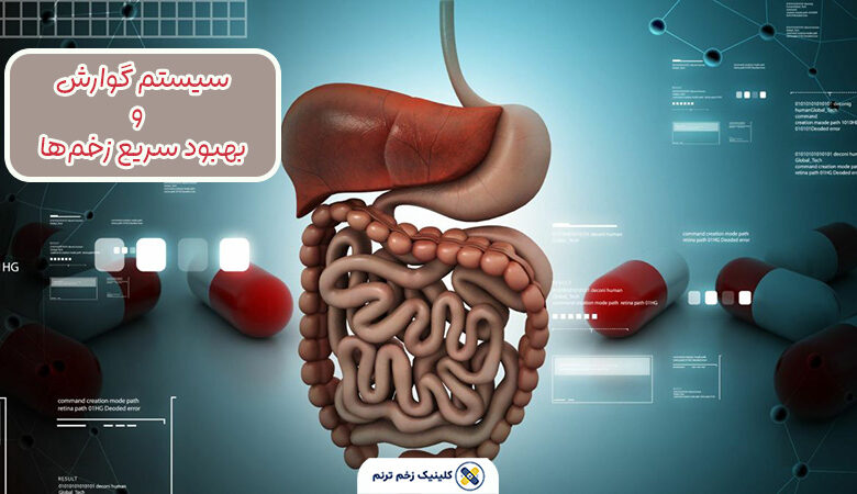 سیستم گوارش و بهبود زخم ها