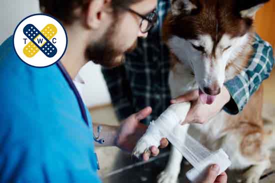 درمان زخم حیوانات خانگی